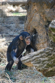 旭山動物園 チンパンジー