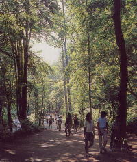 道立自然公園野幌森林公園